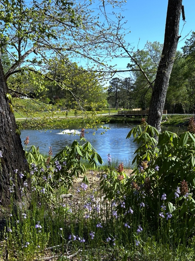 Lakeside wildflowers in Milton